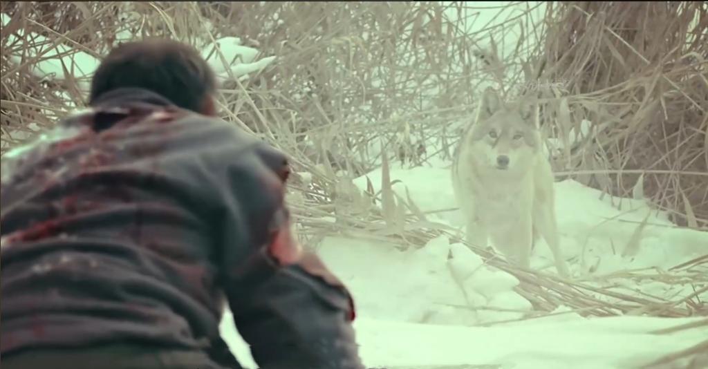 75岁老头被狼群追杀徒手大战狼群,放羊老汉遭遇狼群