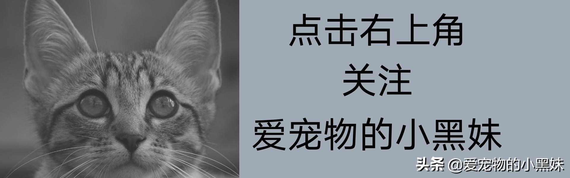 猫急性肝衰竭抢救,猫咪急性肝性脑病能治好吗