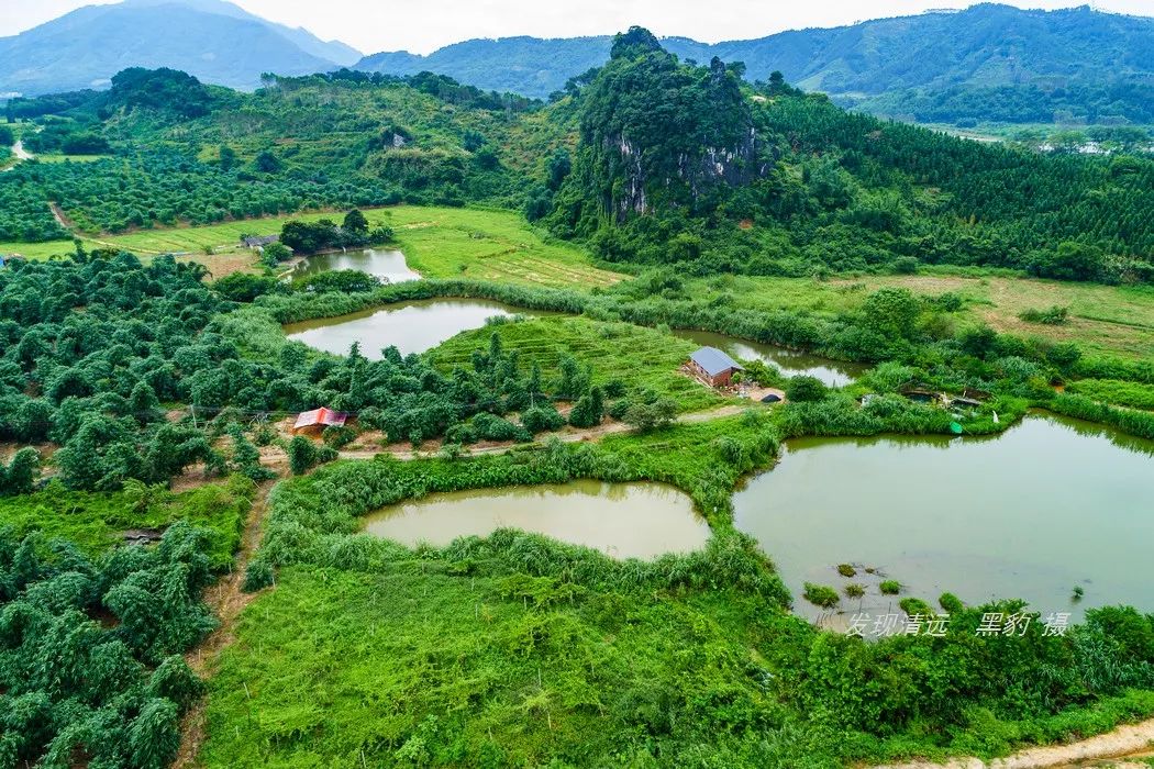 正宗古法烧窑鸡,这里的烧窑鸡口味也是相当的地道