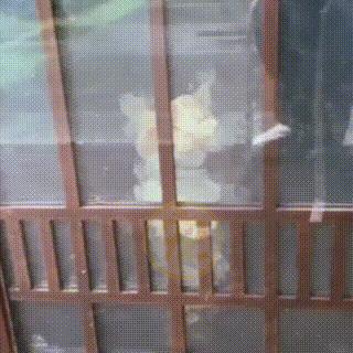 同伴被困空房子,流浪猫向人类求助,获救后它竟主动让出食物