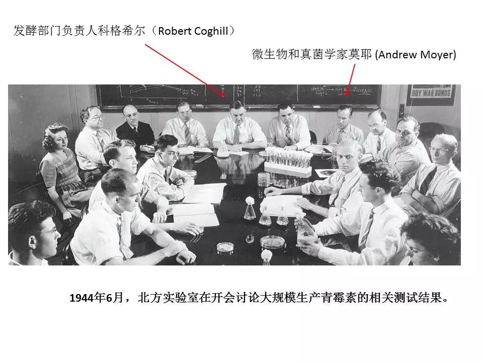 青霉素的发现过程给我们的启迪,青霉素是如何诞生的