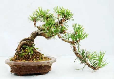 黑松盆景怎么养护和管理 (夏天如何给黑松叶片补水)