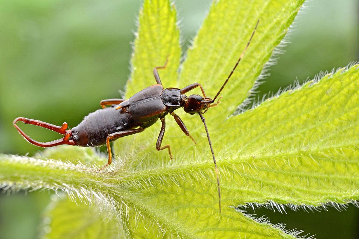 尾部长钳子的耳夹子虫,尾部带夹子的虫子