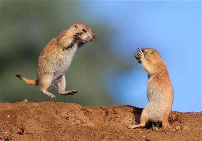 土拨鼠打架视频素材,土拨鼠打架画面被揭露