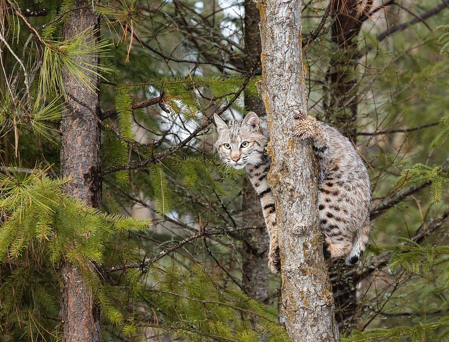 为什么猞猁是狼的天敌,为什么猞猁被称为狼的天敌
