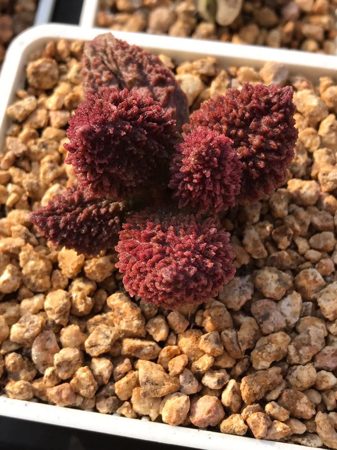 全部水泡类多肉,水泡多肉耐冻不