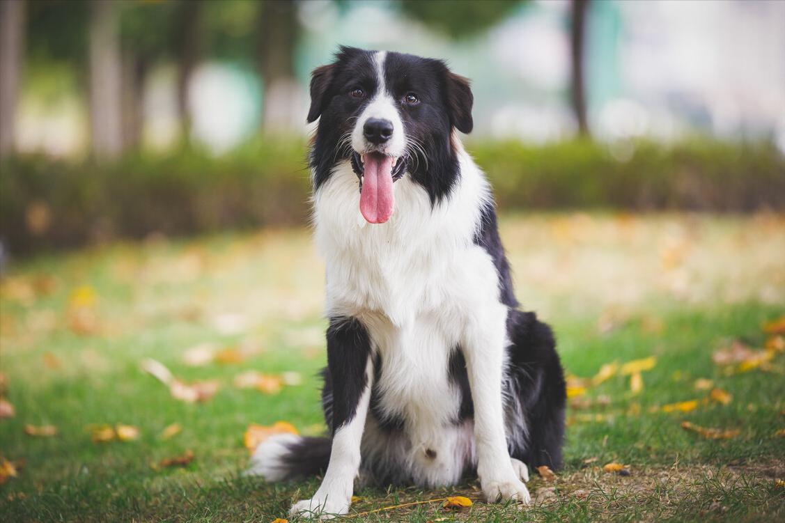 什么狗又便宜又好养又听话,哪种狗狗不掉毛又好养又听话