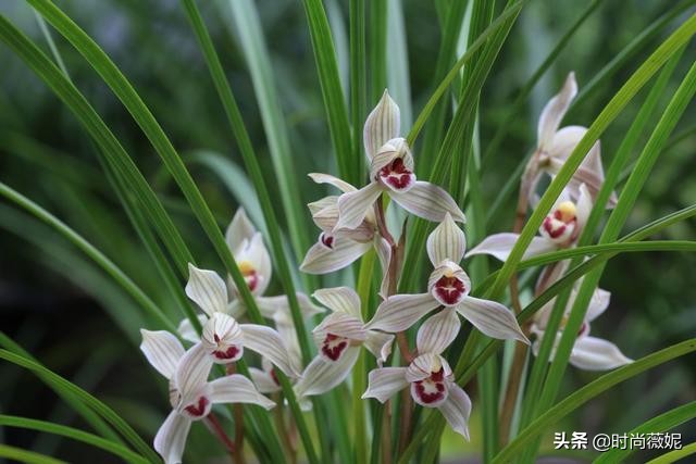 莲瓣兰有收藏价值吗,莲瓣兰12名品图解
