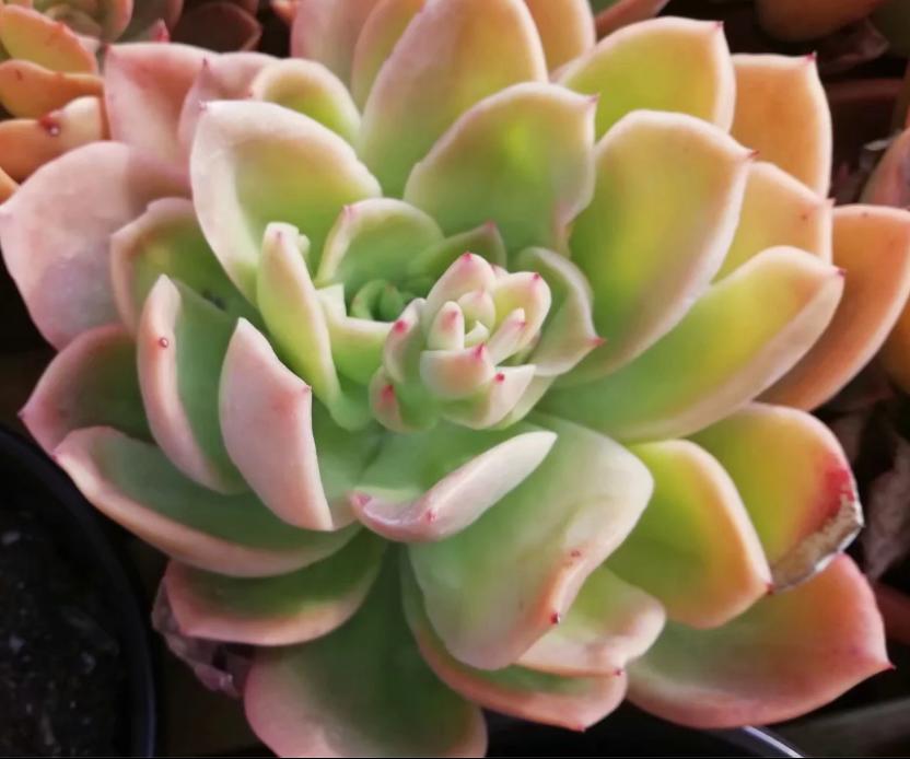 多肉养出状态来有多美?这102种多肉控养上色之后美呆了