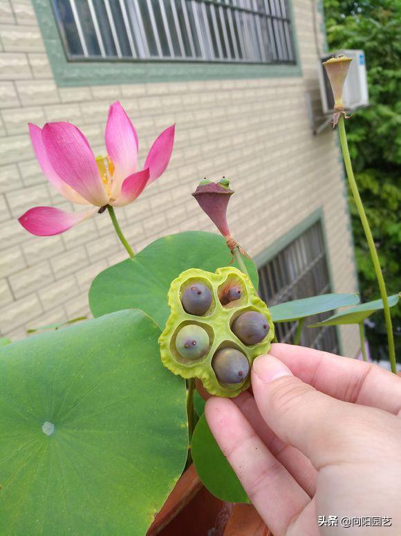 莲子长成荷花过程,一盆莲花种几颗莲子