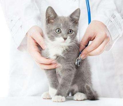 猫咪得了乳腺瘤怎么办,猫咪肿瘤要怎么治疗