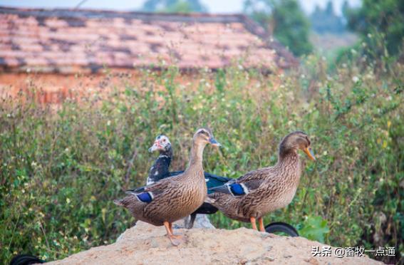 如何预防维生素b2缺乏,鸭维生素b1缺乏症
