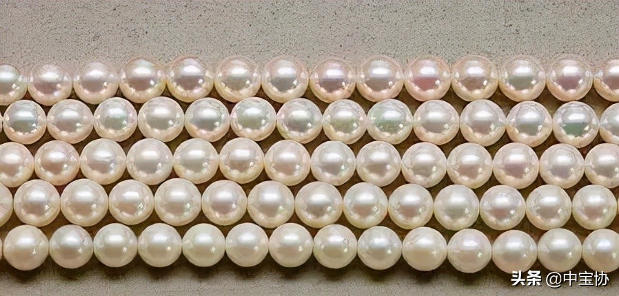 挑选珍珠饰品的小技巧是什么,挑选珍珠蚌秘籍