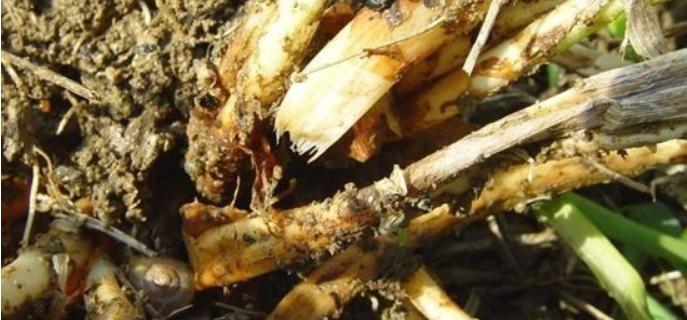 大葱黄叶干尖掐掉可以吗,大葱黄叶干尖打什么药