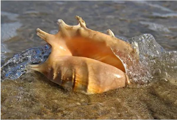 海南临高鬼岛视频,海南无人岛吓人吗