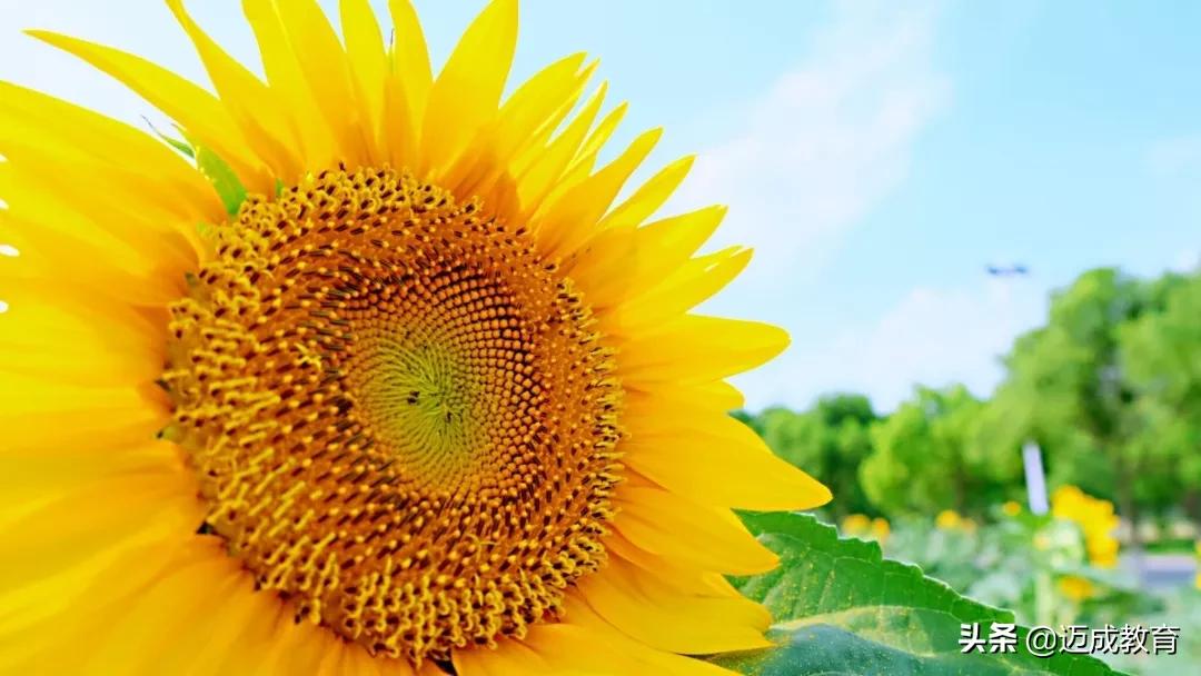 专转本院校介绍之|扬州大学