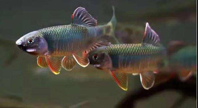 新鱼养鱼注意什么,新鱼友养鱼