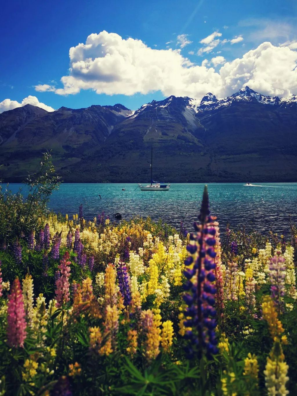 中国小伙去新西兰却横扫对手获得冠军，每份食材在手上都是艺术品