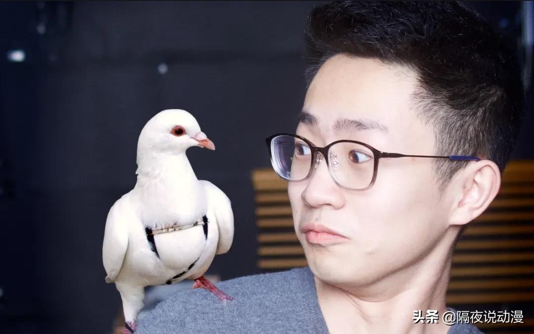 b站up主鸽子,b站up主的鸽子