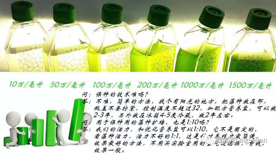 藻类是什么东西,藻类是什么意思