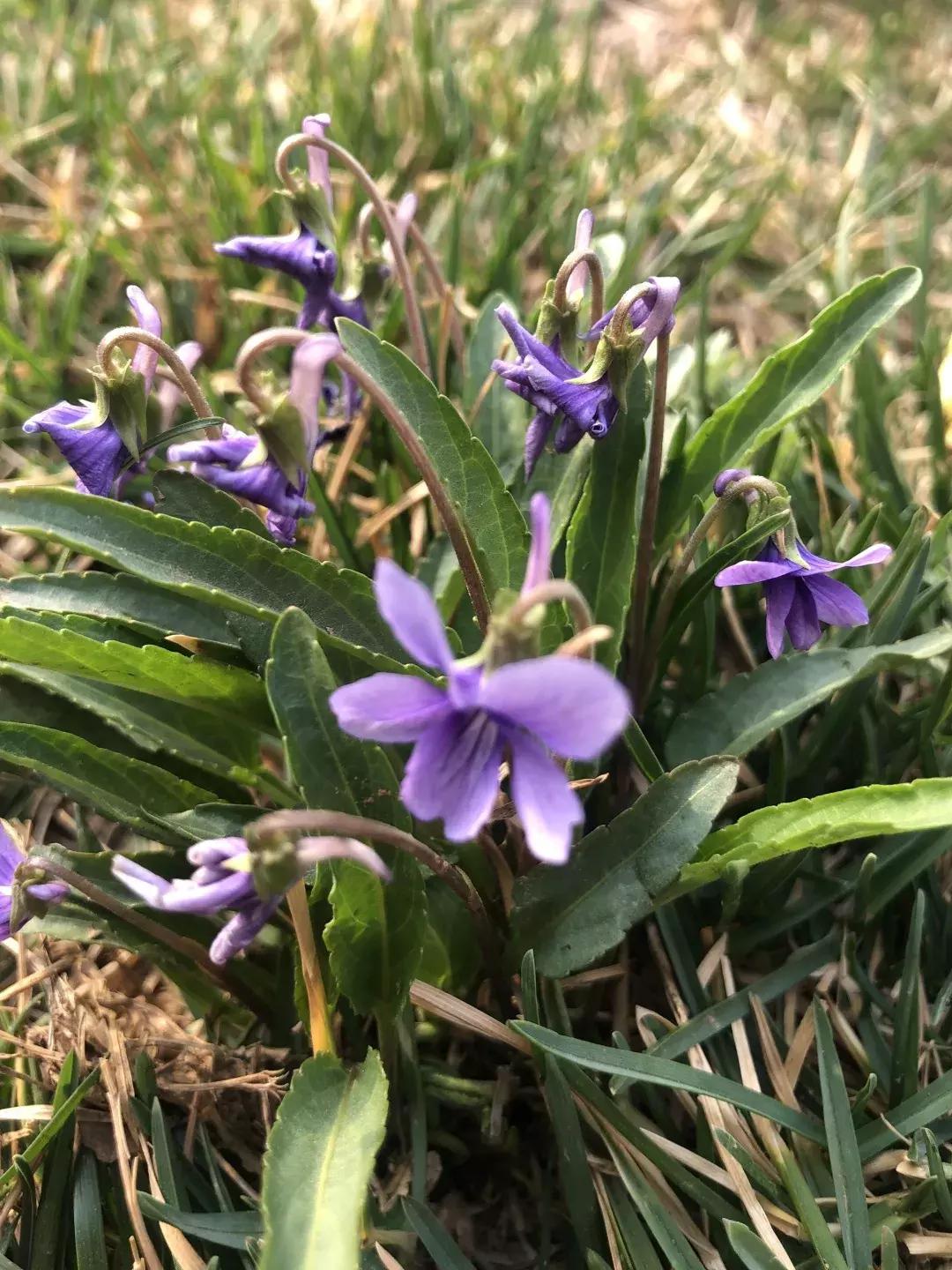 清明踏青好去处邯郸,清明假期旅游必备