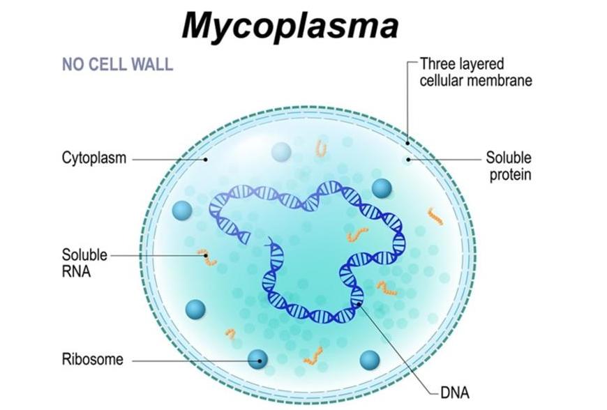 支原体培养和细菌培养有什么区别,细胞培养基是什么主要作用