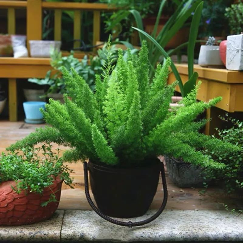 94种常见唯美观叶植物,会开花的绿色硬叶植物