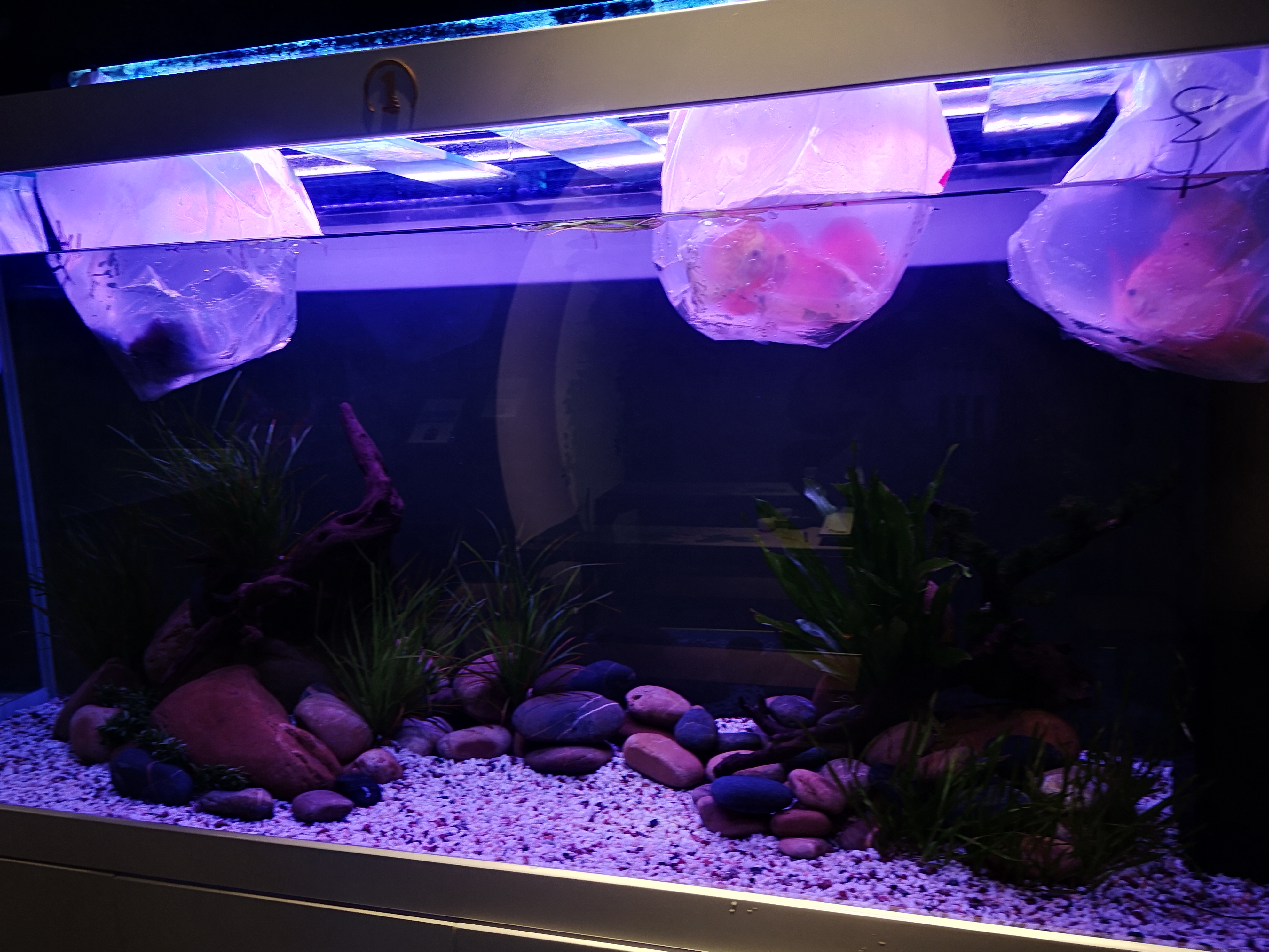 鱼缸频繁死鱼怎么简单处理,鱼缸老是死鱼不是鱼的原因