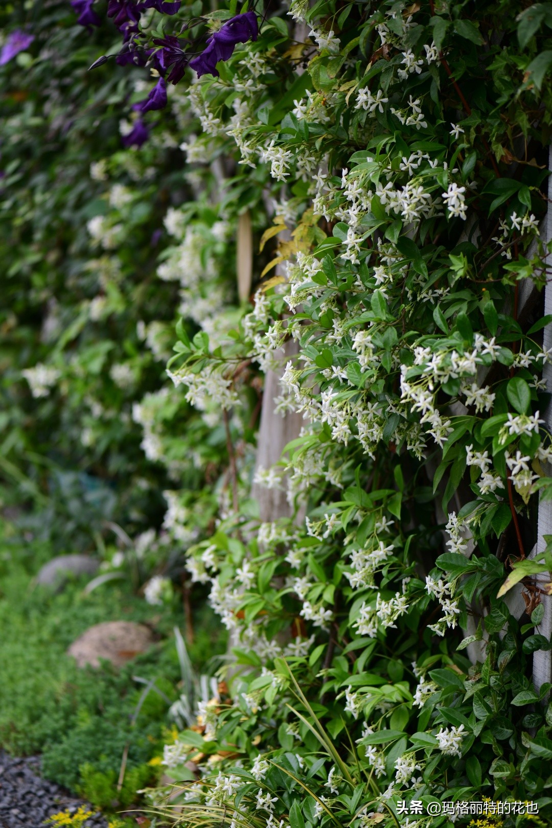 花园里四季常青的树,花园里四季都绿的植物