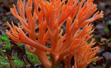 珊瑚菌属于什么科,珊瑚菌到底是什么