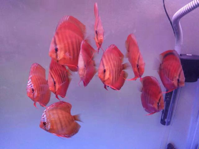 选鱼讲究,新手养鱼应该选择什么鱼