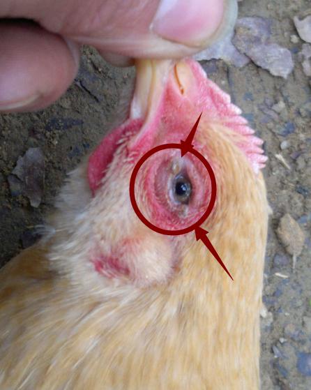 鸡白喉痘症状及治疗方案,鸡痘分为哪几种