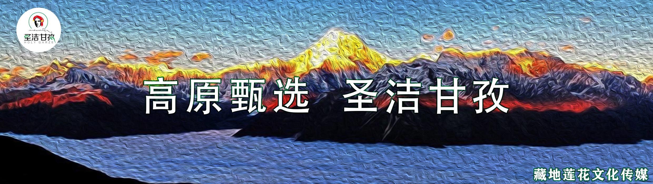 罕见的高山雪莲雪菊,四川丹巴雪菊