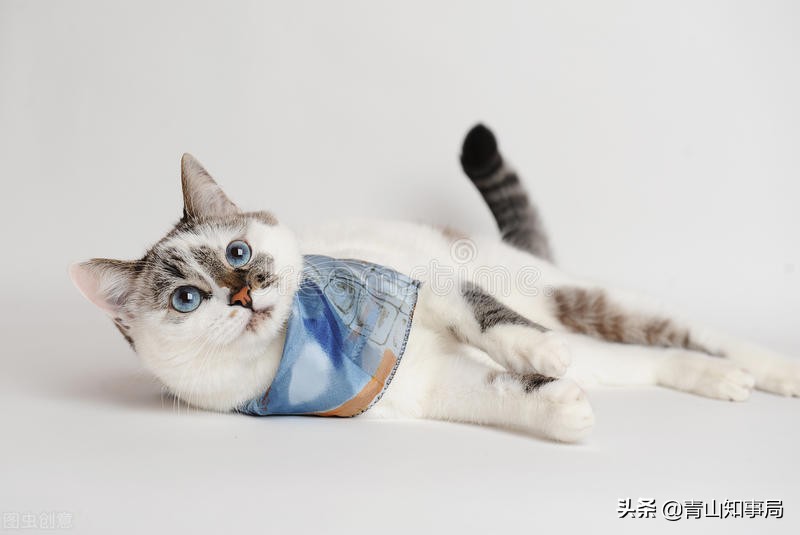 如果得了新冠家里的宠物怎么办,猫狗感染新冠的症状