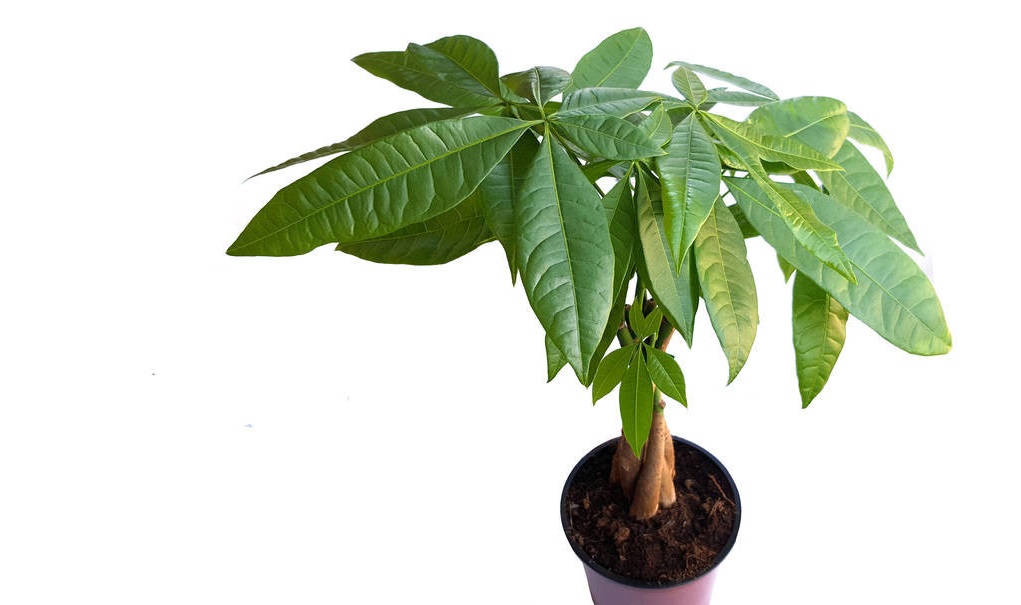 金钱树叶子发软发黑怎么办,金钱树叶子尖发黑枯萎像烧焦