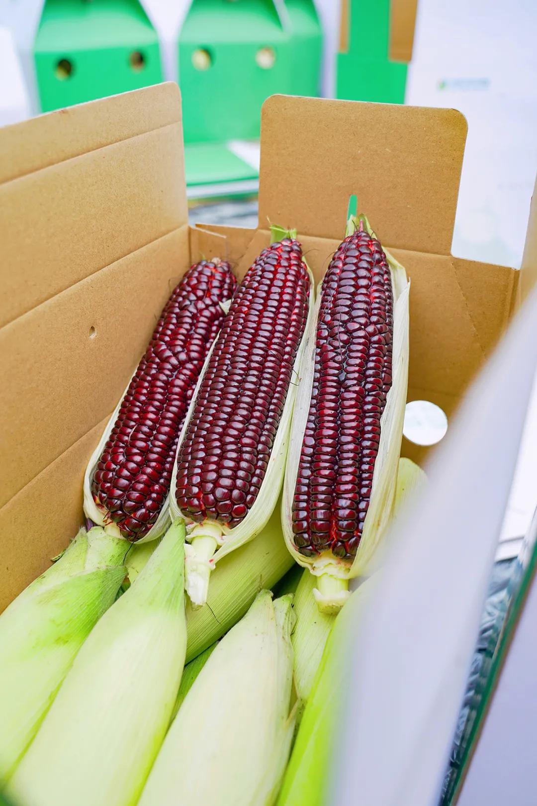 高甜来袭浙农林,高甜来袭国产