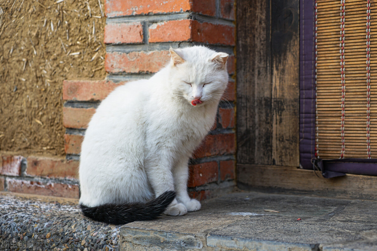 母猫发情怎么剃毛,母猫屁股翘起来踮着脚是什么意思