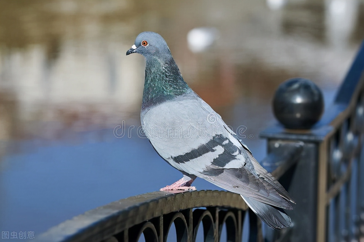 专治鸽子单眼伤风中药配方,治鸽子单眼伤风最好的药