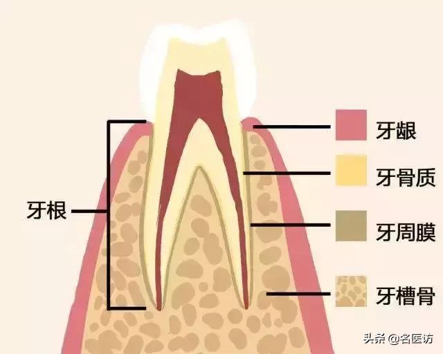 牙齿摔松动怎么办,牙齿松动恢复秘方