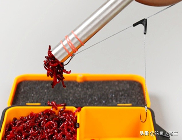 用红虫钓鱼不会得红虫病，了解红虫这几个技巧，秋冬钓鱼渔获变好