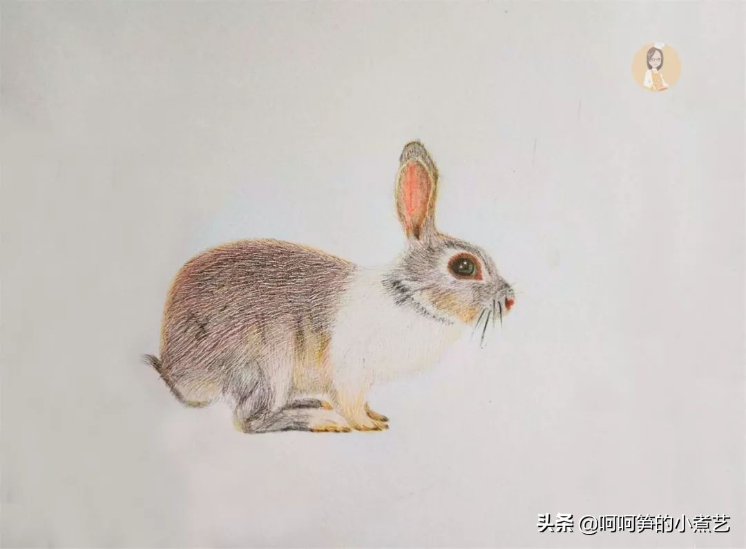 啤酒兔肉做法大全,兔肉怎么焖最好吃