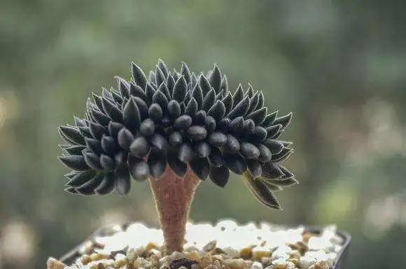 林草科普|多肉植物
