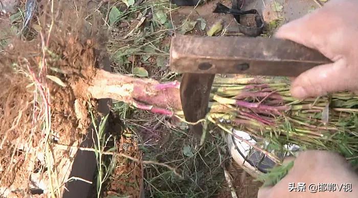 老式扫帚手工,老手艺扎扫帚