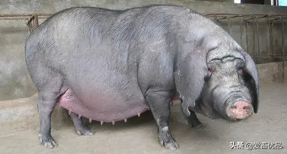 母猪乳房有硬块吃什么药,母猪乳腺硬块怎么消除