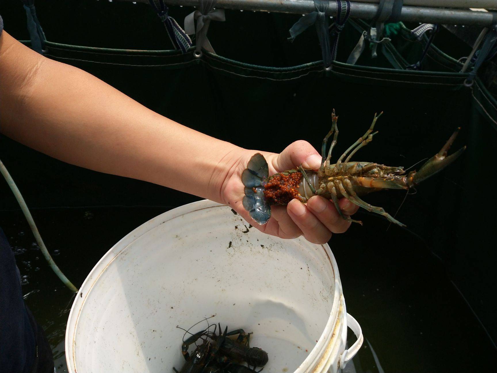 *疆新**男子沙漠5亩池塘养澳洲淡水虾,个头比手掌大,亩利润达万元