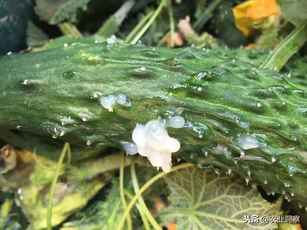 黄瓜细菌性流胶打什么药,黄瓜流胶病的具体防治技术