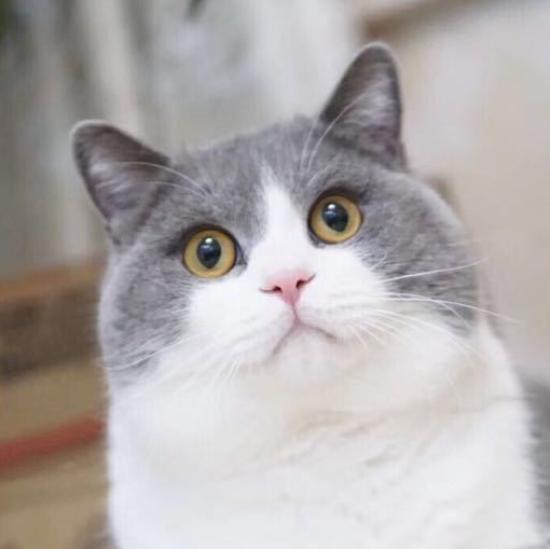 除了猫粮可以给猫吃什么,除了猫粮还有什么可以给猫加营养