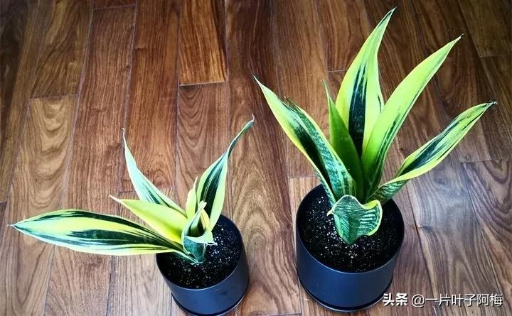 虎皮兰该如何正确养护,虎皮兰叶子发软怎么修剪