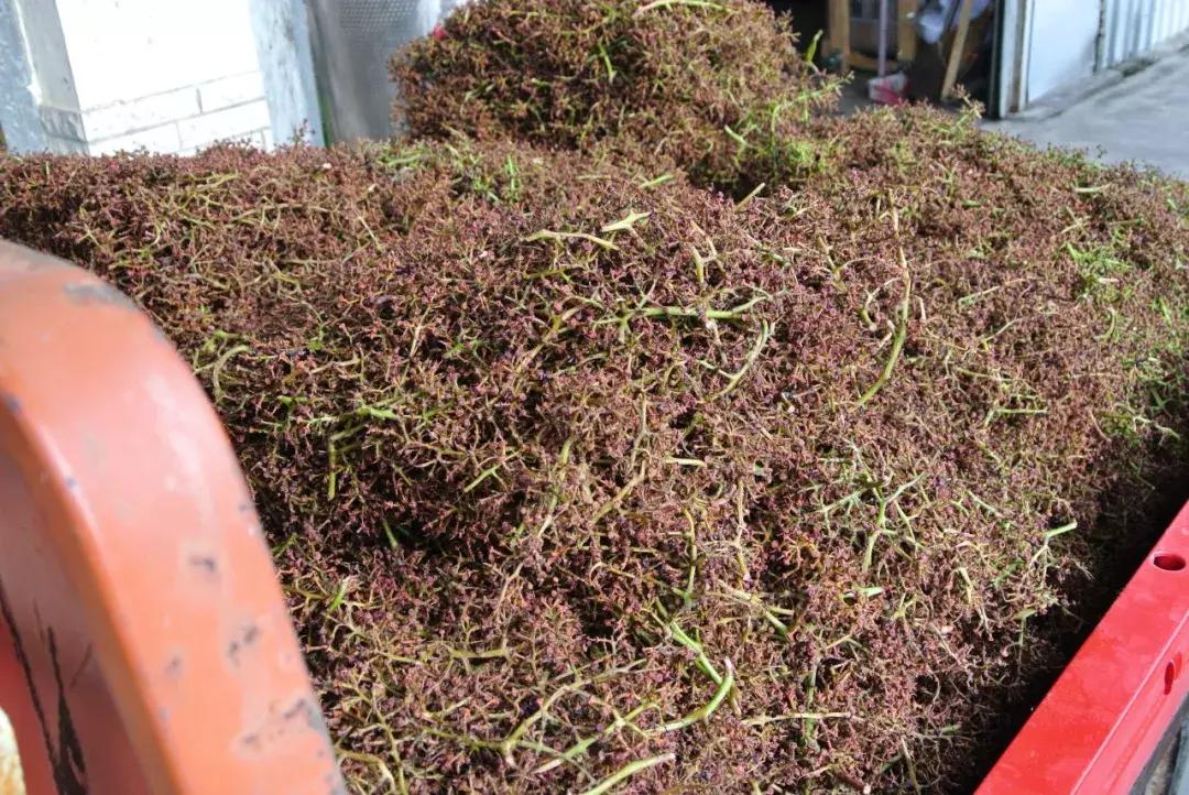 真正的红酒是怎么酿造的,喝了这么多年酒