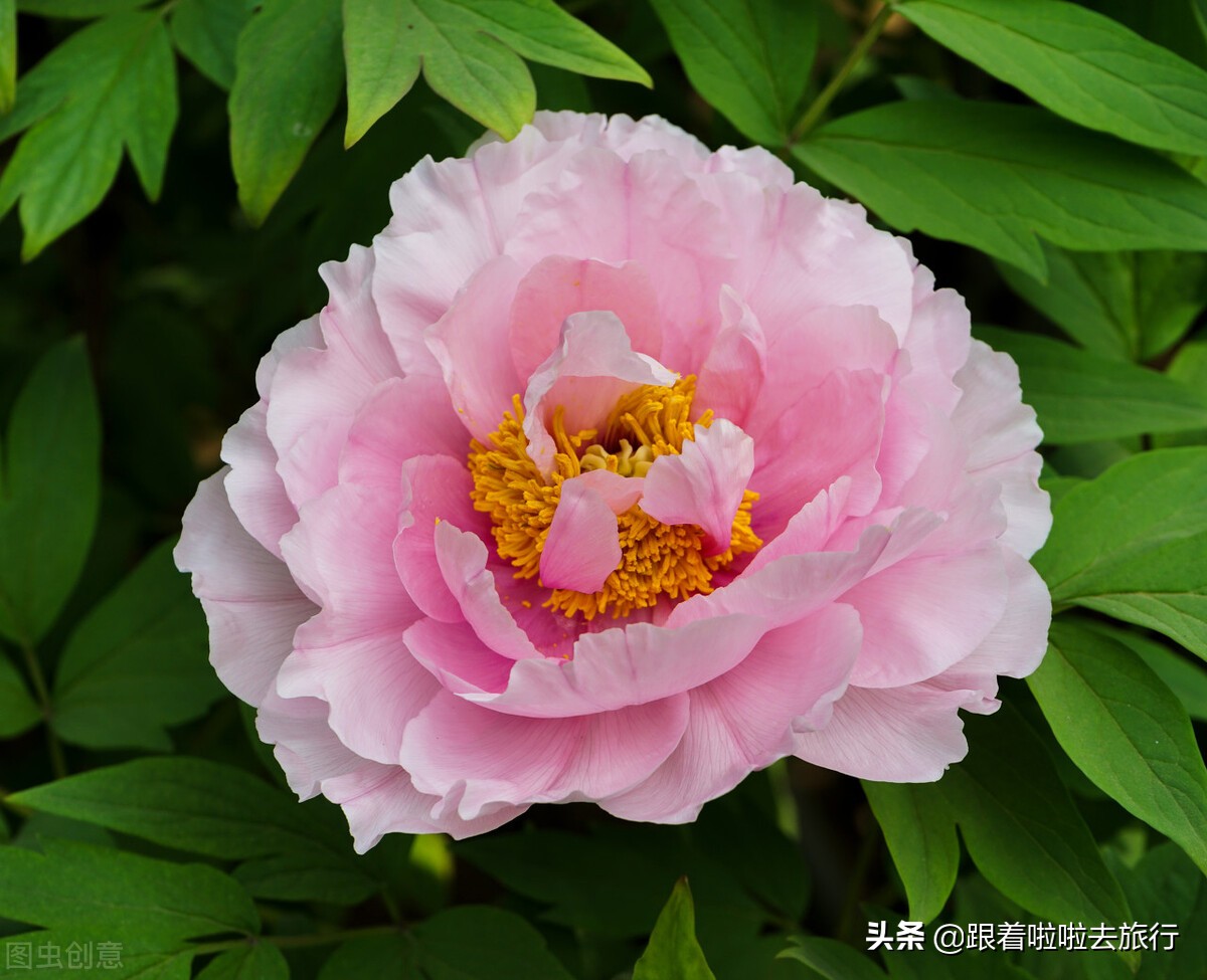 国色天香洛阳牡丹基地,牡丹国色天香品种介绍